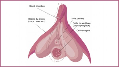 dessin anatomic du clitoris